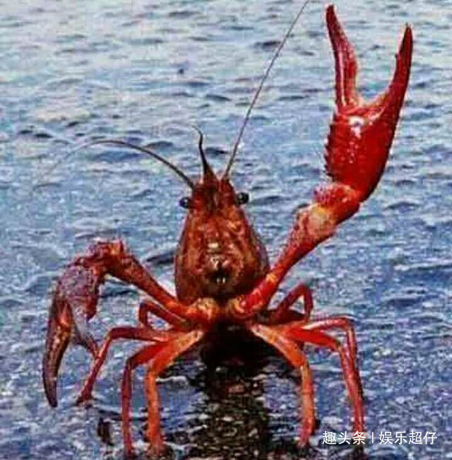 如何快速去虾内脏 95844ad678924df6a750db23466524fc.jpeg