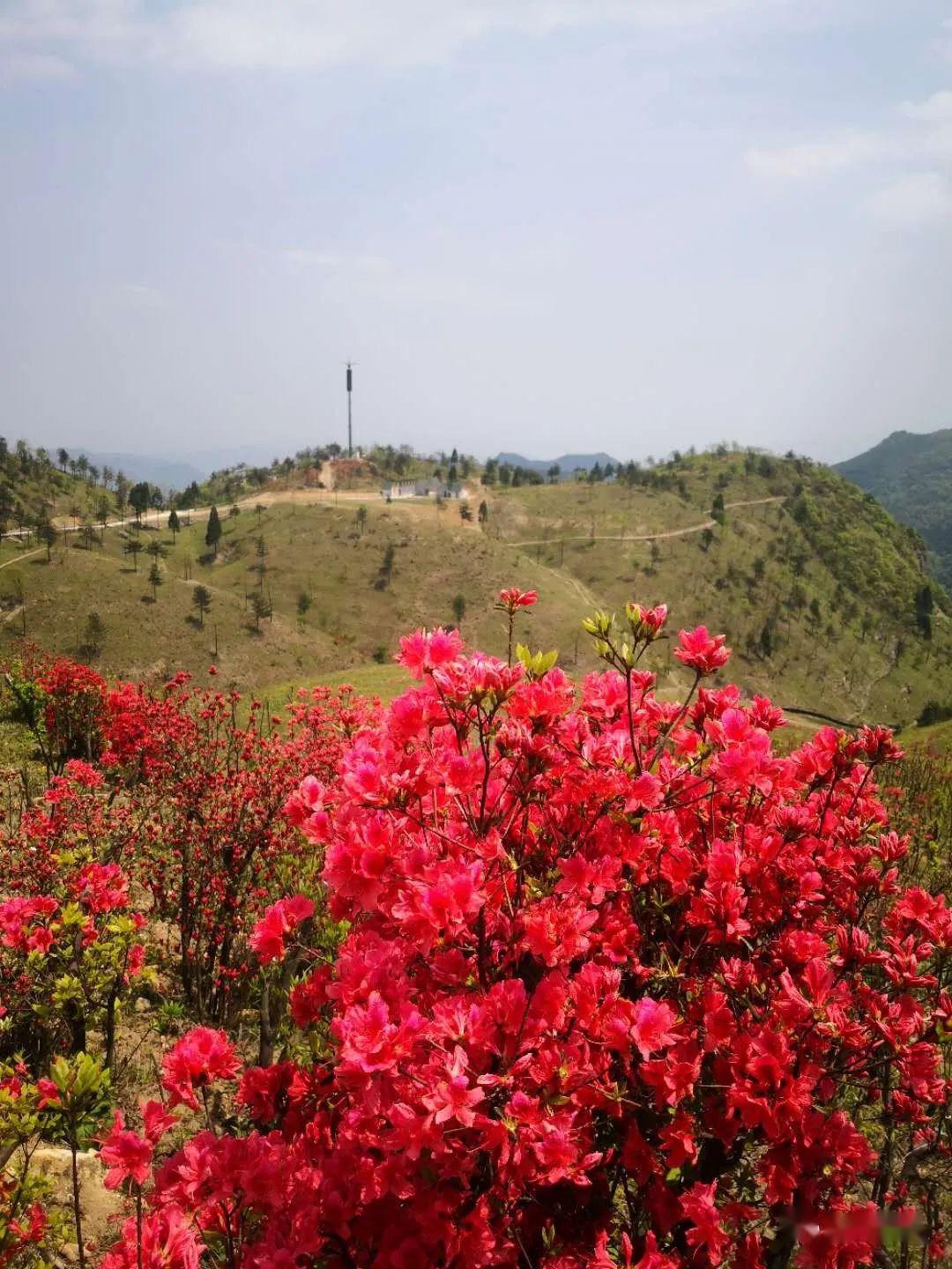 (今日头条)醉美大雷山!杜鹃花开红胜火!