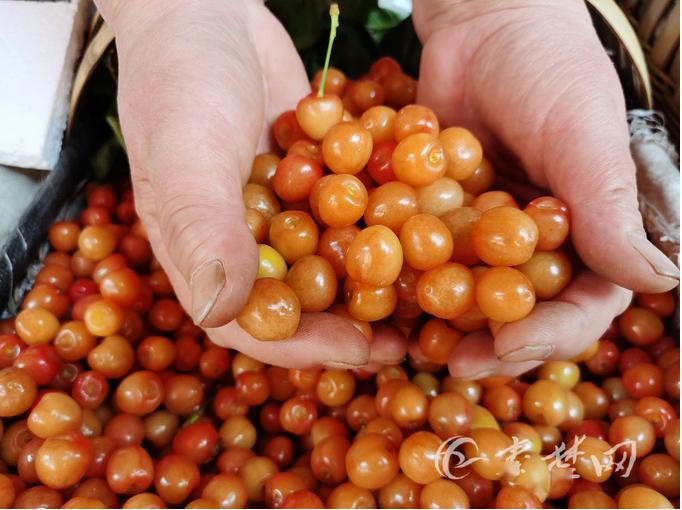 樱桃琥珀哪里可以免费看 a32abe629fcf4a5bab5f1f626c793118.jpeg