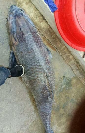 鱼多大可以放生 a45f557062f74148a529c9c99b4b1810.jpeg