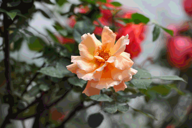 千亩花开静待你来~春天,来洪安镇赏花吃水果呀