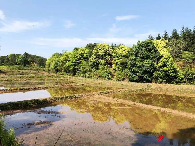 谭桥街道：想要增产增收　种植结构调整是关键