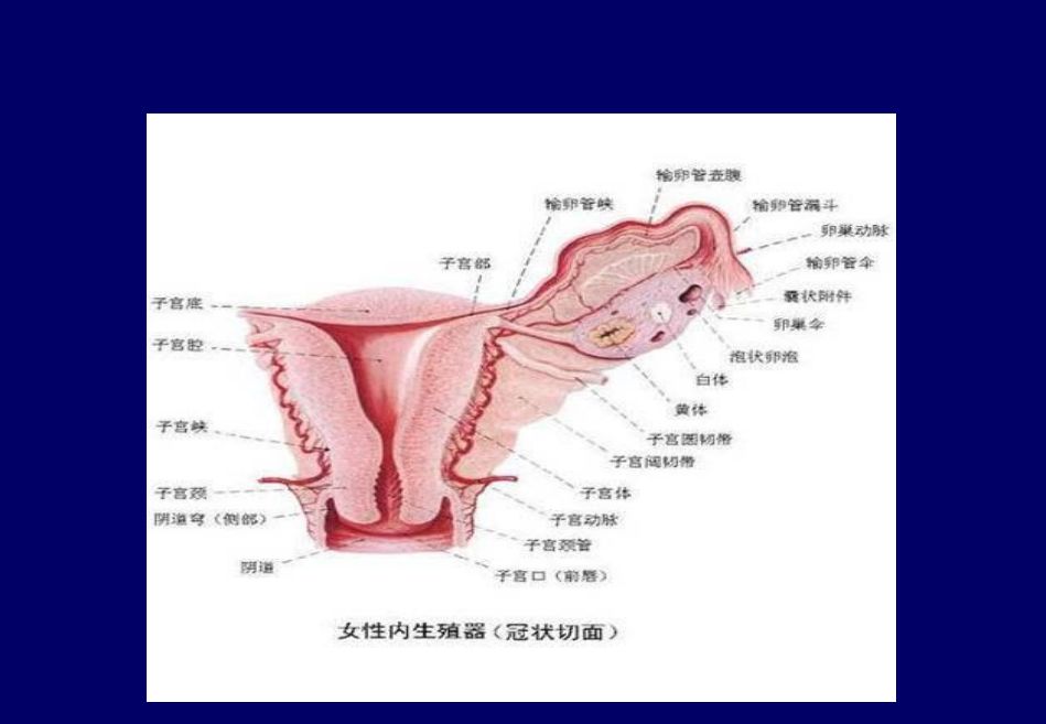 深度揭秘子宫腺肌症的介入治疗进展