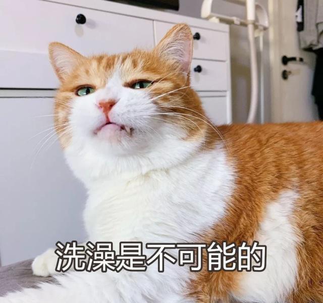 原创中国的猫会叫"妈",日本的猫会讲日语