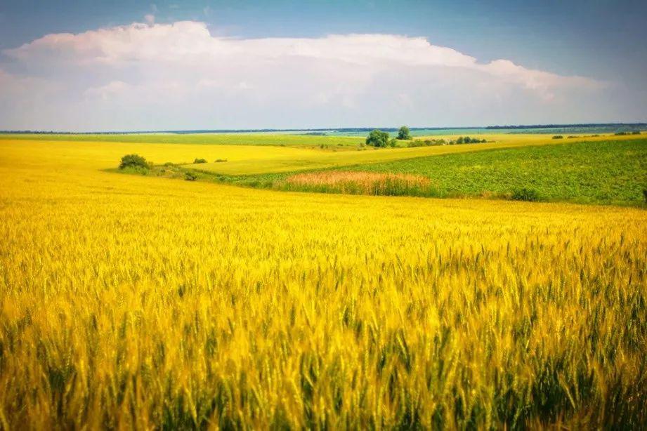 齐鲁粮油:公益物资捐赠背后的数字化力量|案例酷