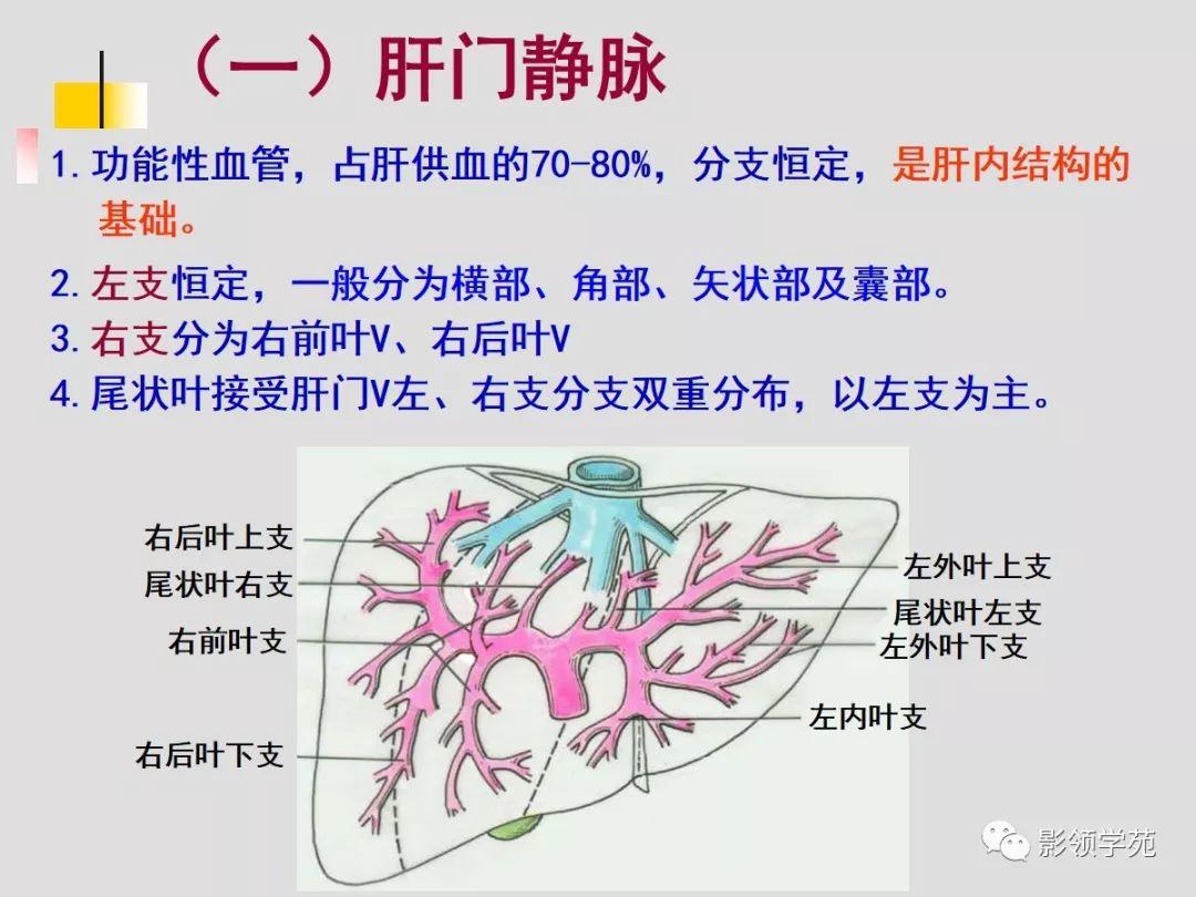 肝脏的血管解剖