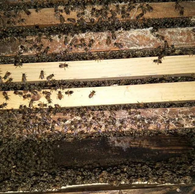 怎样快速发展蜂群 ace50095270d405988171b64265f1de8.jpeg