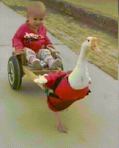 原创奶奶用大肥鹅遛娃，宝宝对这“坐骑”很满意，妈妈看了却没办法淡定
