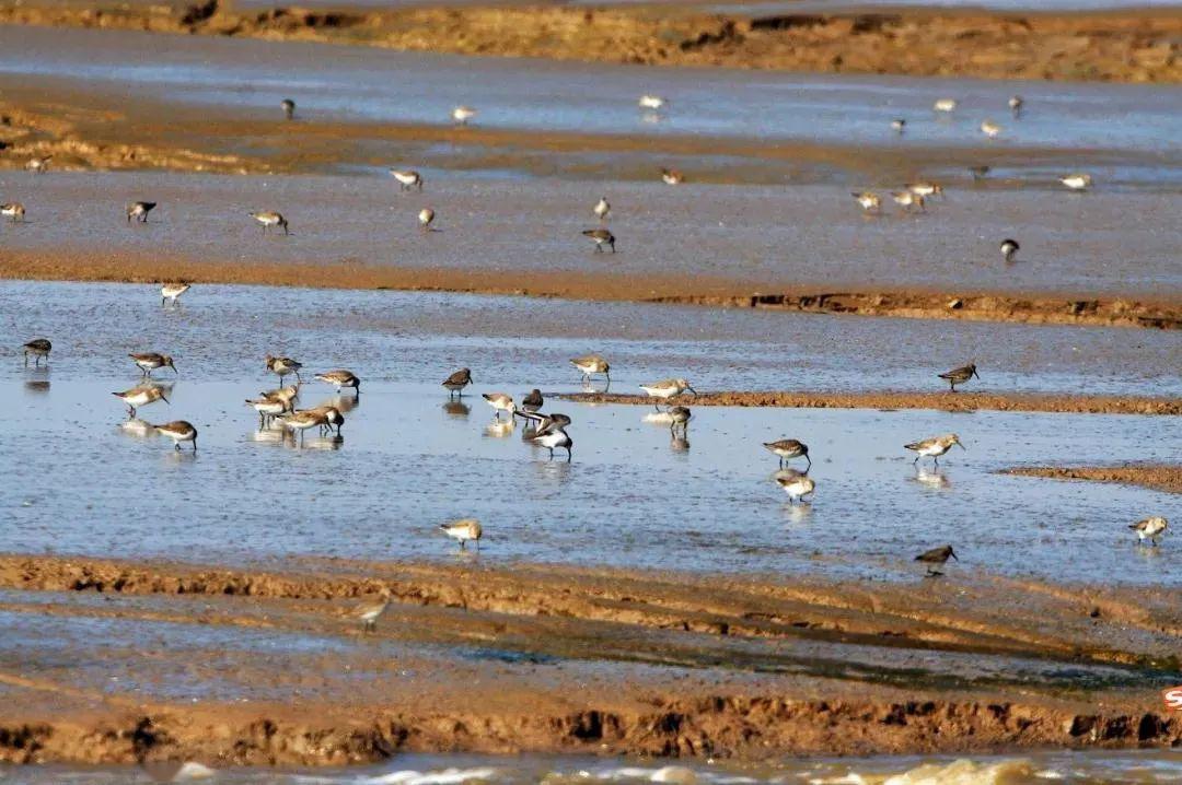 自2000年浦东成立了九段沙湿地自然保护区管理署以来一直为保护这片