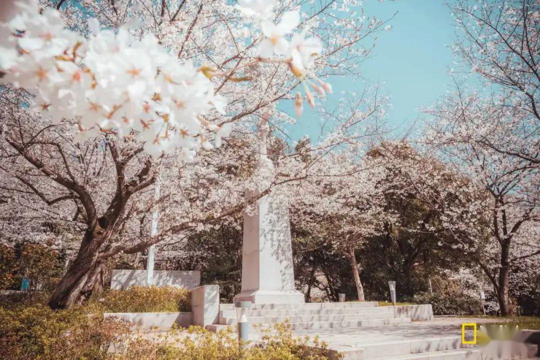 武大樱花久负盛名.武汉大学的樱花于我们而言,蕴着一种力量.