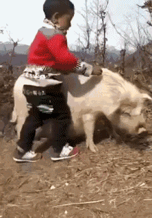 搞笑gif: 骂大海是猪, 大海竟然给你回应了!