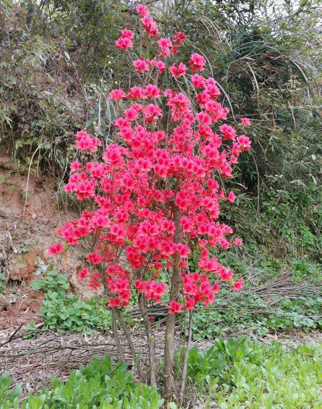 野生映山红带花移栽能活吗?4月下旬种植实例,已成活开花