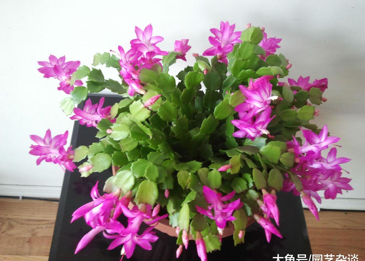 盆栽花卉购买 c1be0330e0a34119bd6477f8f2db4202.jpeg