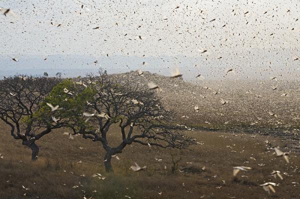 「蝗灾」叙诡笔记｜1644年蝗灾：蝗虫竟然“环抱人而蚕食之”，