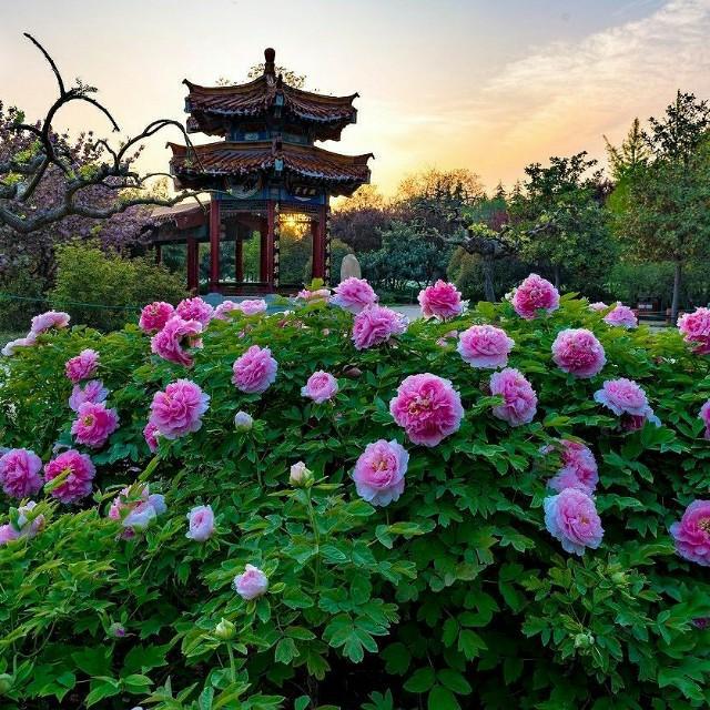 四五月牡丹美艳绝尘,洛阳,菏泽,北京等7大赏花胜地不容错过