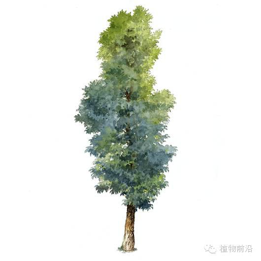 快来认树了101种带名字的手绘植物立面图