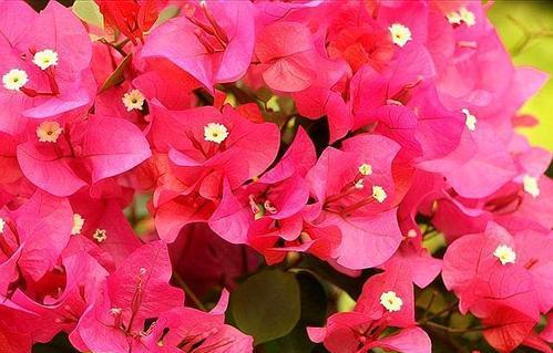 三角梅开花时叶子发黄掉落怎么办 d9416d67da6441a6a753e013736c7bf4.jpeg