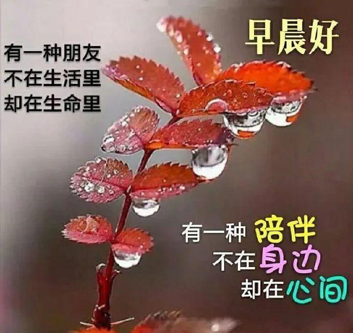 2020最新带鲜花的早安祝福语动态图片带字,清晨句句温暖人心的早安