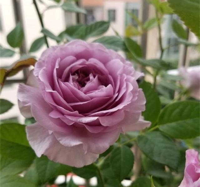 爬墙月季花期是多久 de3b8cbbcbb540ee8ba5791e183523e9.jpeg