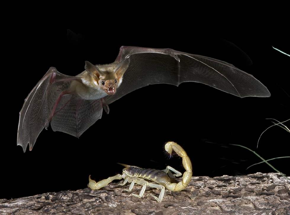 蝙蝠白天黑夜猜成语_白天黑夜图片(2)