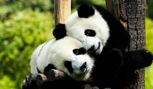 为什么外国没有熊猫