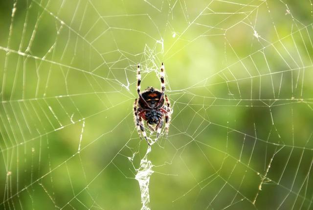 蜘蛛织网和吐丝