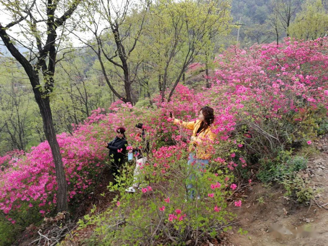 首届鲁山县杜鹃花节开幕啦