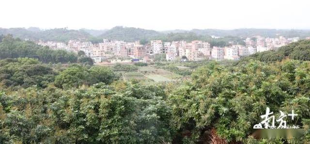 打好"四张牌"!茂名荔枝:千年贡品今变富民果