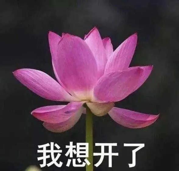 这莲花, 可以叫"我想开了" 让阿盟觉得上面加一个佛祖是完全ok的.