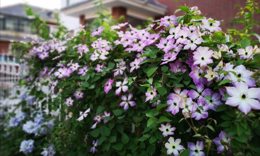 或艳或仙或清新,40位花友的铁线莲给你最绚烂的春天!