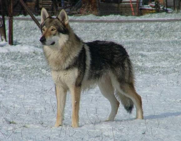 捷克狼犬虽然在繁育之初带着许多美好的希望,但它仍然存在很多问题.