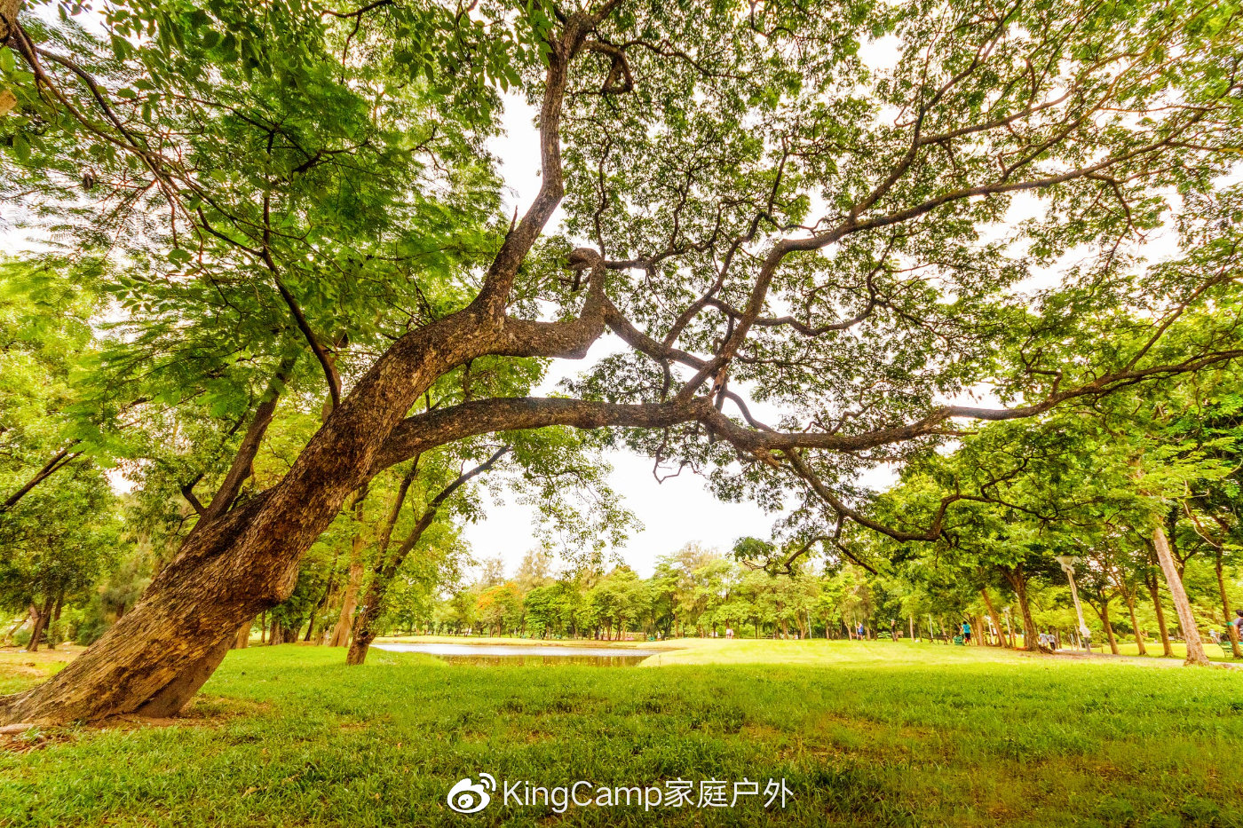 瓶子树适合生长在哪个地区 fb9b90f88a08467986cf495c90b2a2a4.jpeg