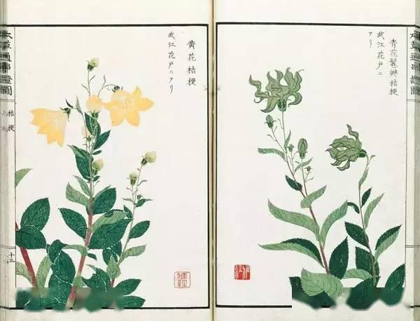 不分离,每一副画都寄托着画家浓厚的个人情感——这些日本古植物图谱