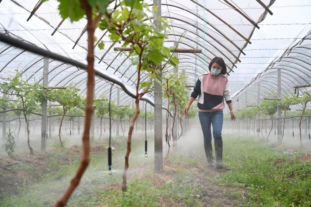 4月11日,毛富枝在星溪乡东峰大棚阳光玫瑰葡萄种植标准化示范基地劳作