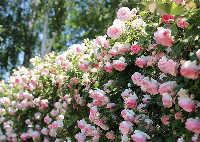 五颜六色的玫瑰花海,放眼远眺,总有一种爱丽丝梦游的仙境的意境.