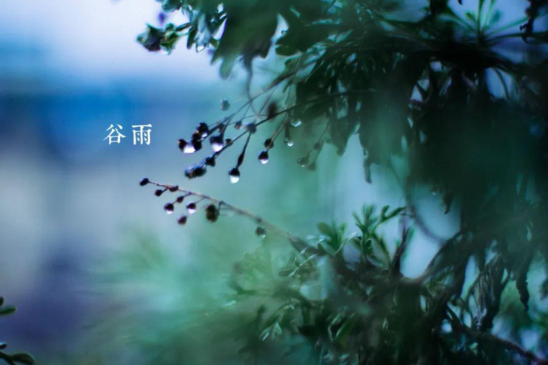 谷雨|诗写梅花月,茶煎谷雨春