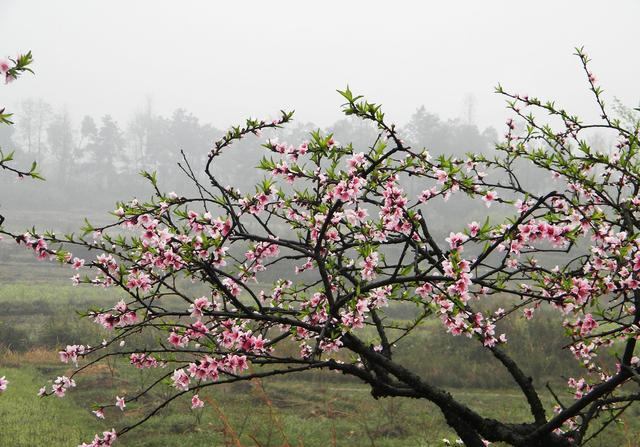 桃树的肥水管理不好春天一到叶子就是这个样还有没有救了