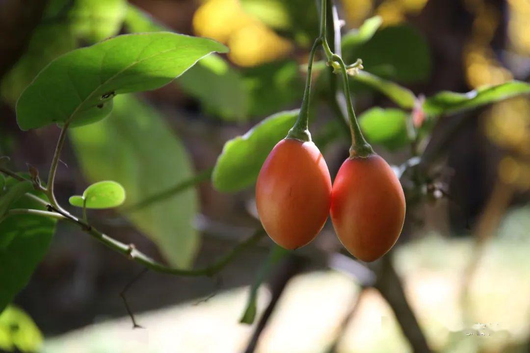 自然生态的山茅野菜