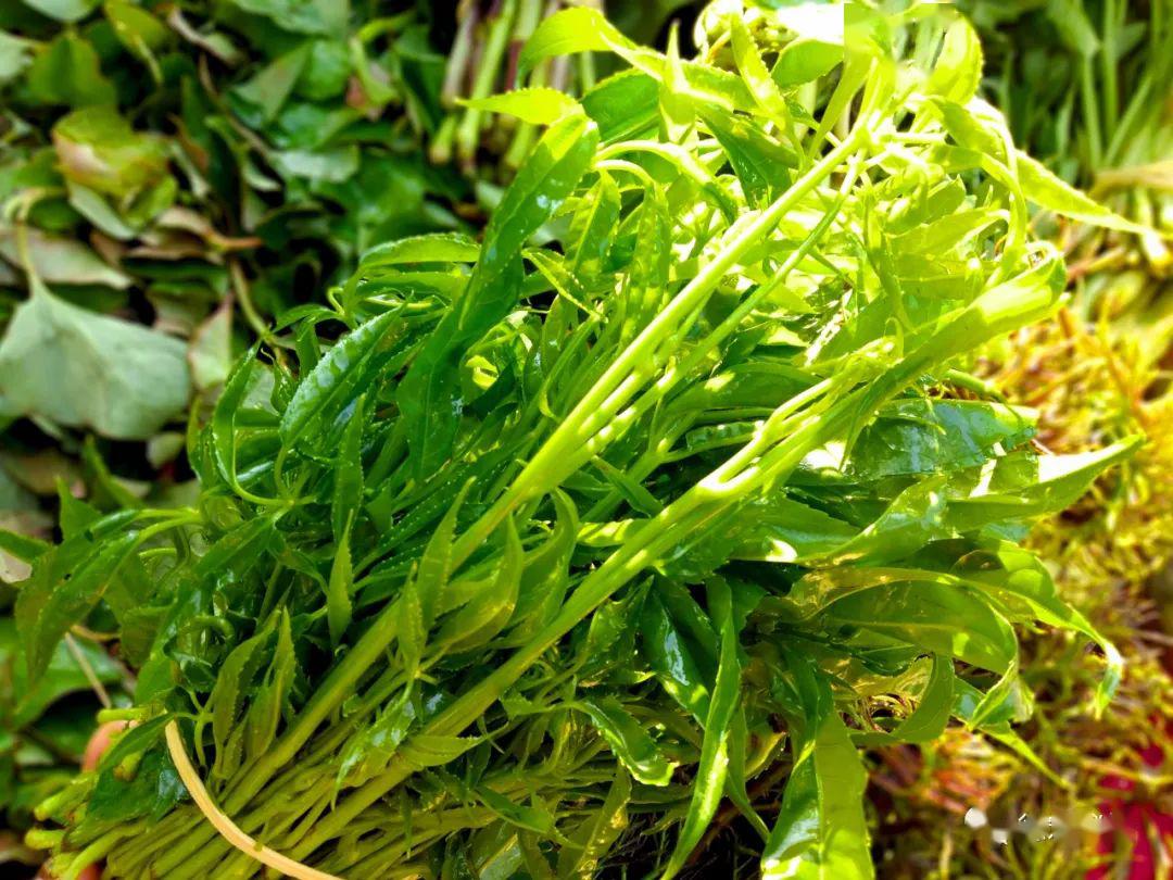 自然生态的山茅野菜