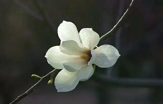 什么叫节外生枝 151d8951aa7b4e90aeecff1be5a1e16f.jpeg