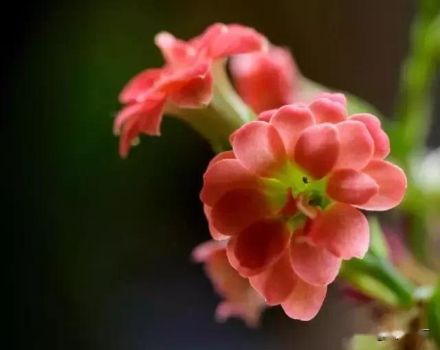 最美的花送给最美的你什么意思 1901f85ddc7640a8b7048485e6819d53.jpeg