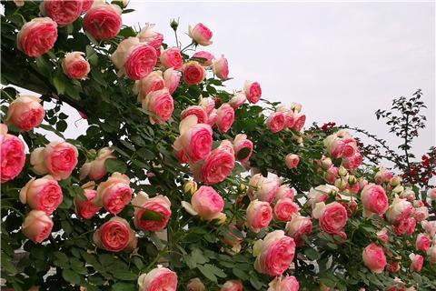 1db3ad1ad75143c7a5e62e700cfbe514.jpeg