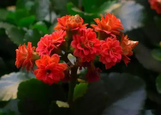 最美的花送给最美的你什么意思 1dedd8d4c2a247558c6a8fbe1ca54ea9.jpeg