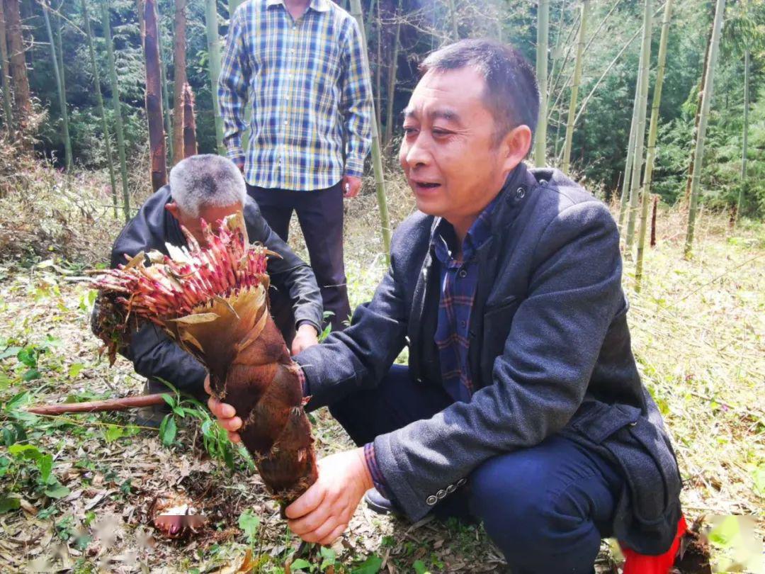 笋是什么时候采的 253760b886494f22ae0cdd3f86b8c8c2.jpeg