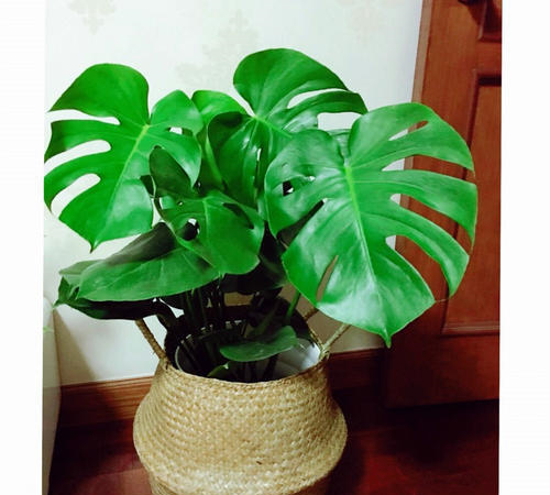 龟背竹水培多久可以土培 2e72847faaa64276b483c3c17d1409a4.png