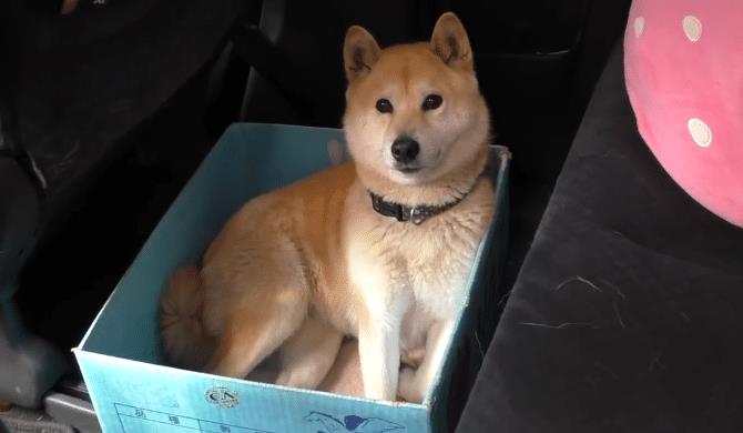 柴犬智商排名_柴犬智商排名第几(2)