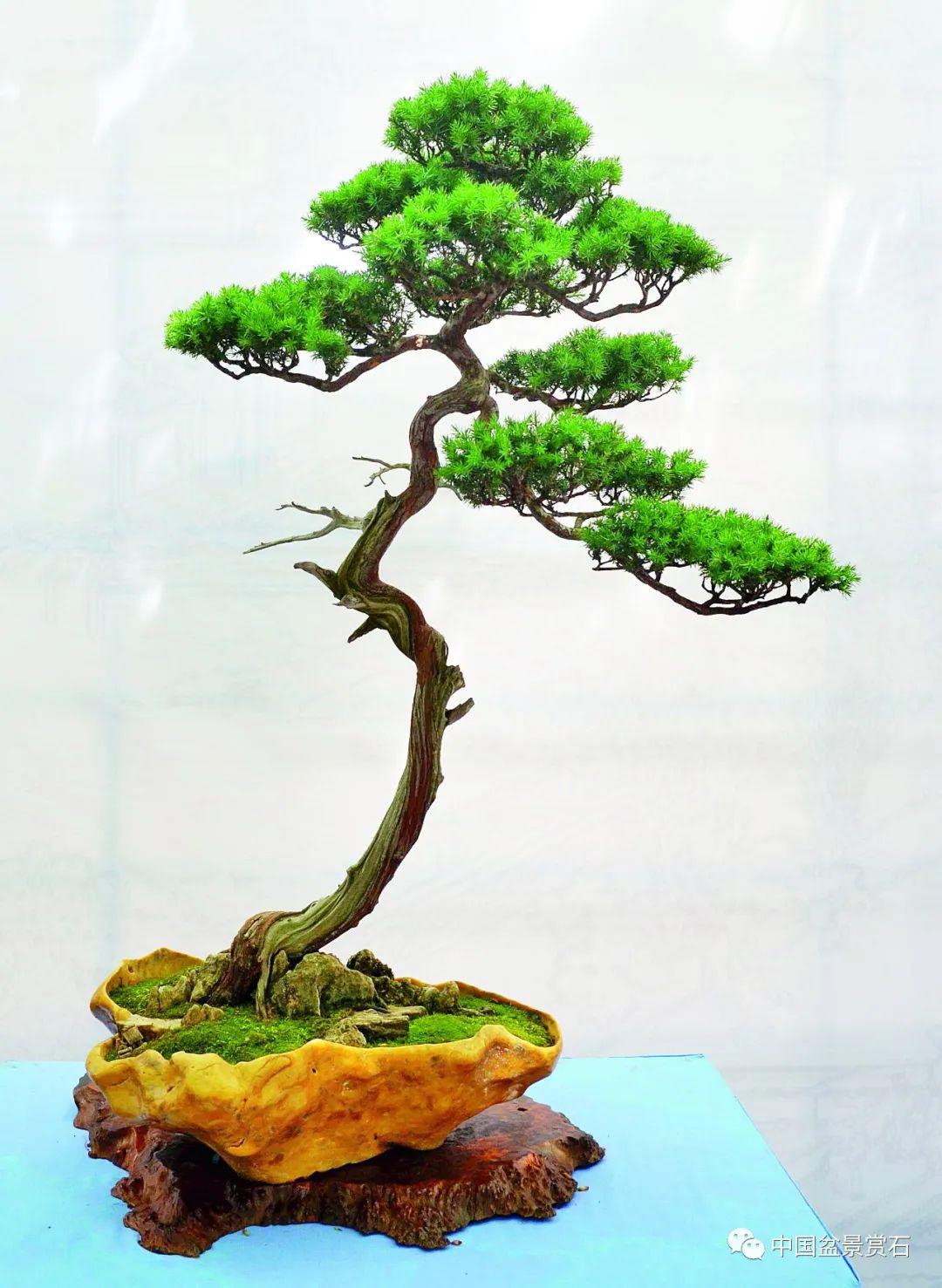 抗疫时刻,线上回顾|山东省第七届"鲁风"盆景精品展回顾