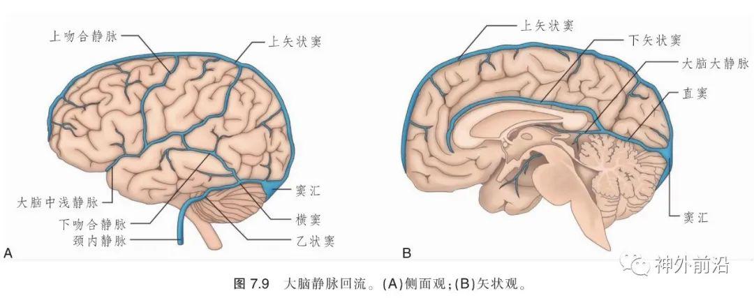 解剖| 脊髓和脑的静脉回流—中枢神经系统的血管