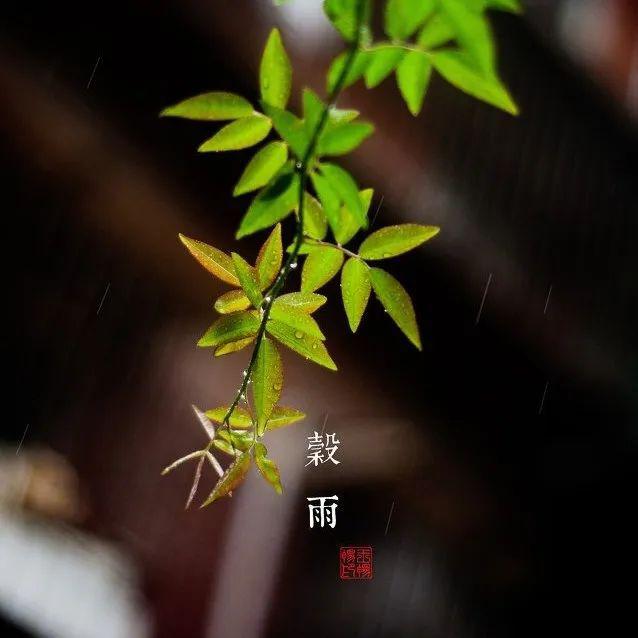 谷雨雨生百谷万物一新