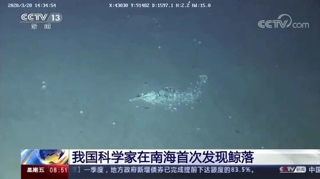 鲸落万物生曲谱_一鲸落万物生图片